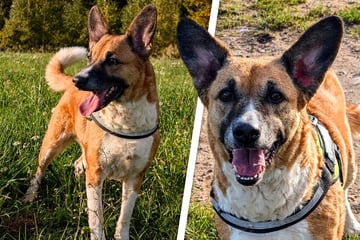 Sie möchte gerne Einzelprinzessin sein: Wer schenkt der sensiblen Cleo ein Zuhause?