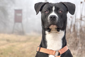 Liebevolles Zuhause gesucht: "Tierisch tierisch" zu Gast in Jena