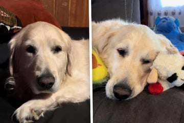 Golden Retriever lebt neun Jahre im Stall - Was dann passiert, sorgt für Freudentränen