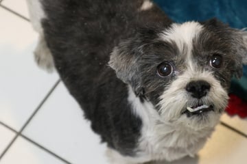 Little love! Sweet dog makes heartbreaking return to shelter yet again
