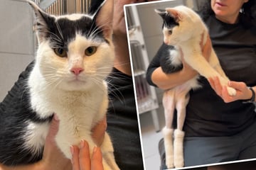 Kater ohne "Hosen": Hinter diesem "lustigen" Look steckt eine dramatische Geschichte