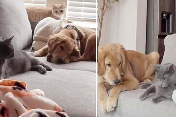 Dog who grew up with cats picks up the funniest feline behavior!