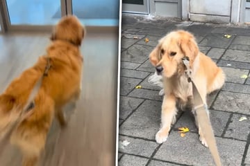 Golden Retriever will unbedingt raus: Dann sieht er den "größten Betrug"