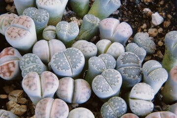 Kennst Du Lithops? So pflegt man "lebende Steine"