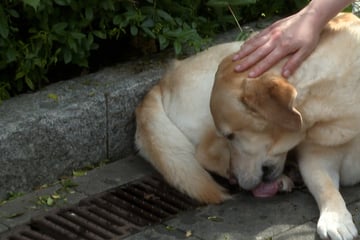 Golden Retriever steckt in Gully-Gitter fest: Feuerwehr sorgt für Happy End