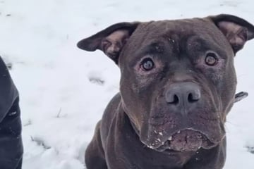Er gilt nur wegen seiner Rasse als gefährlich: Balou hofft auf eine Chance