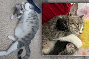 Katze beweist riesiges Mama-Herz: Tierpfleger schwärmen - "Es geht kaum süßer"