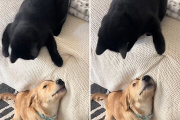 Golden Retriever will mit Katze spielen: Ihre knallharte Antwort bringt alle zum Lachen