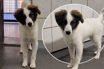Einfühlsame Menschen für überaus schüchternes Hunde-Mädchen gesucht