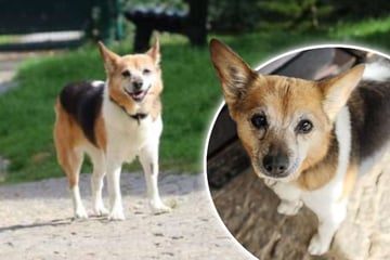 Sie hat so viel durchgemacht: Kaja sucht ein liebevolles Zuhause