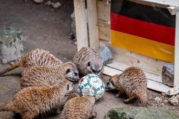 Chemnitz: Chemnitzer Erdmännchen orakeln erstes Deutschland-Spiel