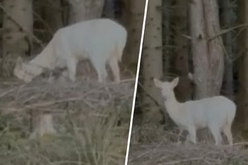 Seltene Albino-Sichtung in Sachsen: Mann filmt ganz besonderes Tier im Wald