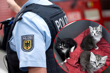 Herzlos unter Sitz versteckt: Drei kleine Katzenbabys in Regionalzug zurückgelassen