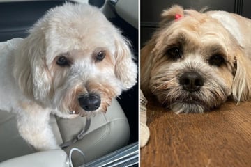 New 'do, new dog? Husband makes hilarious mix-up at the groomer