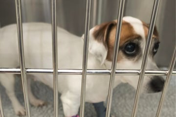 Stella will nicht sterben: Hündin kämpft um Leben, Hoffnung auf "kleines Wunder"