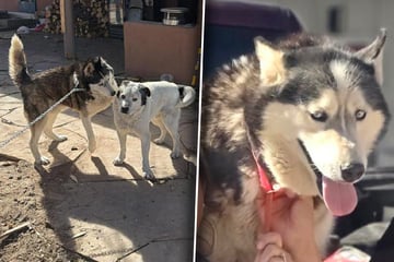 Retter prüfen Mikrochip von Hund: Kurz darauf stockt ihnen der Atem