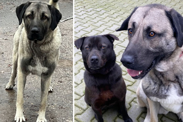 Emotionaler Hilferuf! Tierheim sucht perfekte Menschen für zwei angeknackste Hunde-Seelen