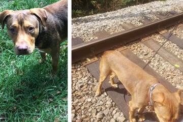 Saved from certain death - dog tied to rails