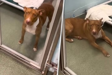 Hündin traurig und verwirrt: Sie ist nach Jahren wieder zurück im Tierheim