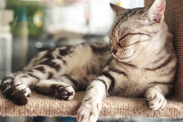 Auf dem Sofa, im Bett oder im Körbchen: Wo schlafen Katzen am liebsten?