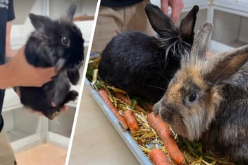 Tierheim verschlägt es die Sprache, als diese beiden Kaninchen abgeben werden