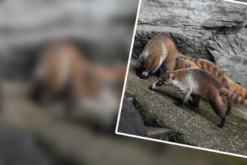 Geschwister-Trio macht den Kölner Zoo unsicher: Tierpark freut sich über Pablo, Chica und Bonita!