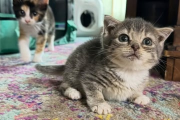 Als Pflegerin diese Katze sieht, muss sie zweimal hinschauen: Was stimmt hier nicht?
