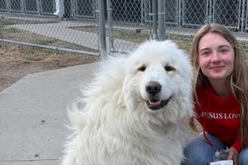 Team will neuen Hund ins Tierheim bringen: Was der Rüde dann tut, hätten sie nie erwartet