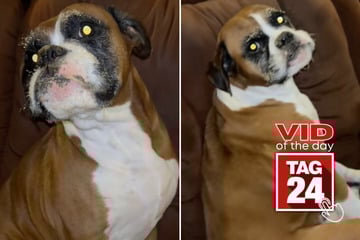 Viral Video of the Day for August 14, 2025: Dog busted after brown sugar binge!