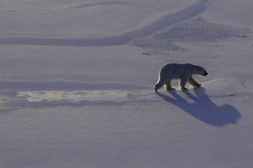 Polar bear biopsies shed light on Arctic pollutants in pioneering research mission