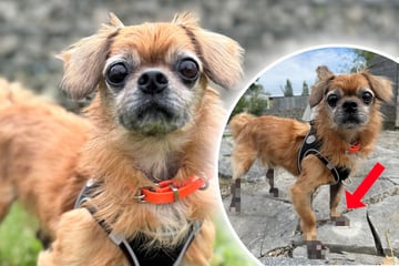Hunde-Opa vom Leben gezeichnet: Das steckt hinter Tobis traurigem Anblick