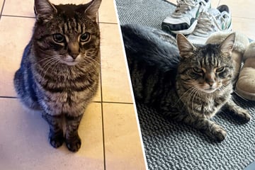 Familienkatze Kira sechseinhalb Jahre vermisst, dann klingelt plötzlich das Telefon