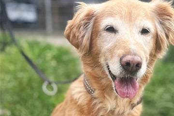 Golden Retriever Yoshi wurde bitter enttäuscht: Findet die Hundedame noch ihr Glück?