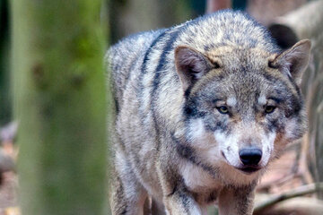 Mehr Wölfe in Sachsen-Anhalt: Umweltminister spricht sich gegen Jagdrecht aus