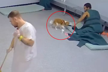 Therapy dog brutally beaten by prison inmate in shocking footage