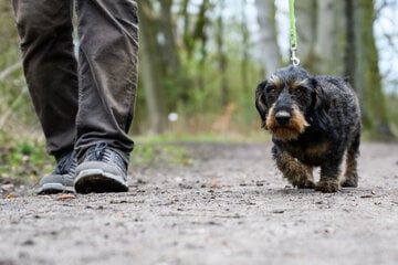 Beste Orte für Hunde: Nürnberg und München ganz unten, eine deutsche Stadt stellt alle in den Schatten