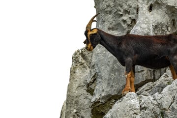 Spektakuläre Wendung: Ziege hängt mehrere Tage hilflos in luftiger Höhe