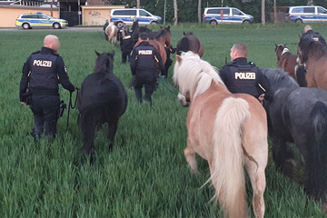 Tierische Verfolgungsjagd in Mecklenburg-Vorpommern: Polizisten müssen Pferde fangen!
