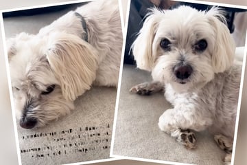 Hunde-Dame hält "Totenwache", doch kurz darauf ist sie ganz aufgekratzt