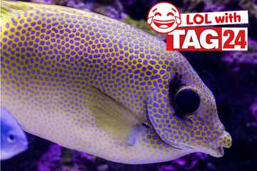 Joke of the Day for July 27, 2025: The best animal jokes for Sunday Funday