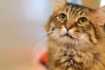 Katzenopa Simon hat keine Zähne mehr: Trotzdem hofft der Kater auf sein Happy End
