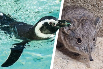 Baby-Alarm im Tiergehege: Das sind die kleinen Neuzugänge im Augsburger Zoo