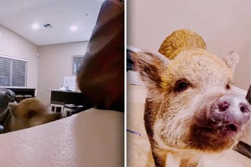 Hausschwein kommt stolz zu Besitzern: Als sie sehen, was es getan hat, trifft sie der Schlag