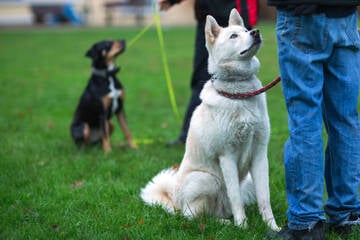 Berlin: Achtung Berliner: Hier könnt Ihr kostenlos Eure Hunde trainieren lassen