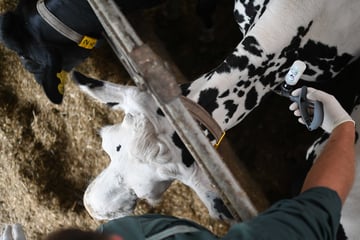 Blauzungenkrankheit bei Rind in Rheinland-Pfalz nachgewiesen: Das sind die Folgen