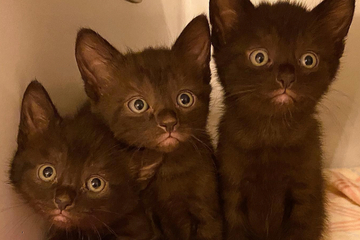 Hilfeaufruf via Instagram: Tierheim auf niedlicher Suche nach Katzenfutter