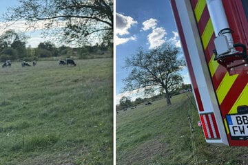 Von Kühen angegriffen: Rentner stirbt nach Unfall auf Weide