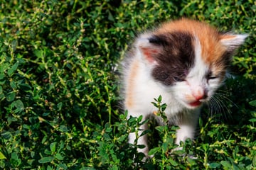 Katzenbaby stürzt aus Hochhaus und stirbt: Polizei hat schrecklichen Verdacht