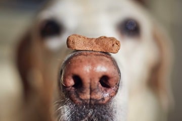 Du errätst nicht, welches Tier am besten riechen kann. Hunde jedenfalls nicht