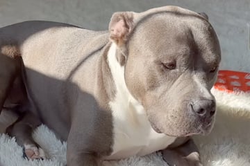 Als Hund und Kind zu ruhig sind, wird Mutter misstrauisch: Was sie dann erblickt, verblüfft sie völlig